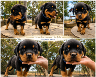 Les chiots de Rottweiler