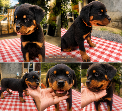 Les chiots de Rottweiler