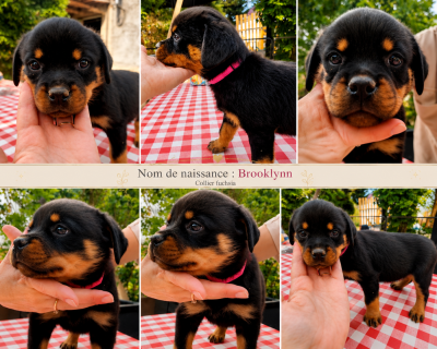 Les chiots de Rottweiler