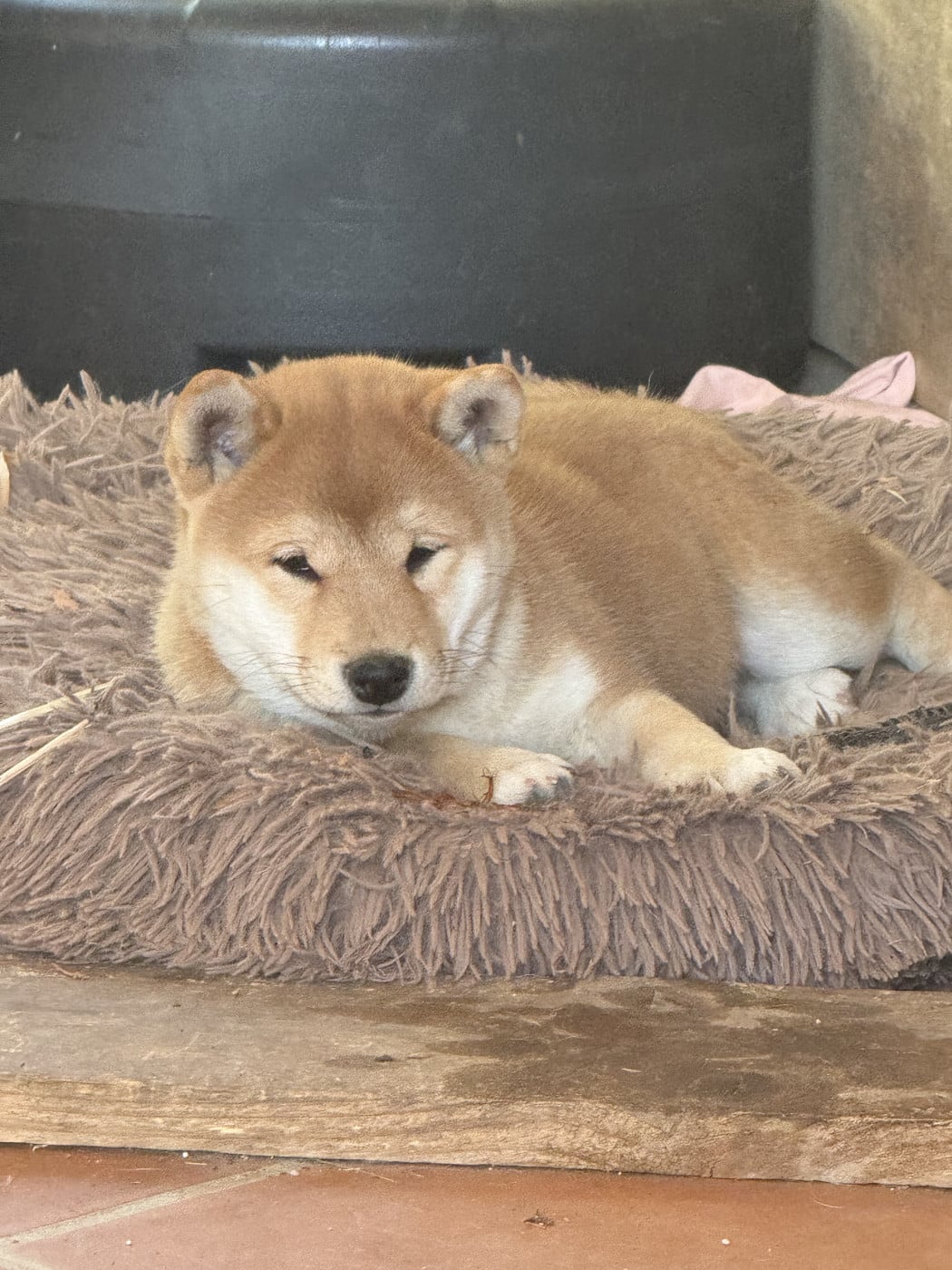 BAIKA de gadifer de la salle - Shiba