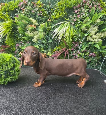 Les chiots de Teckel poil ras