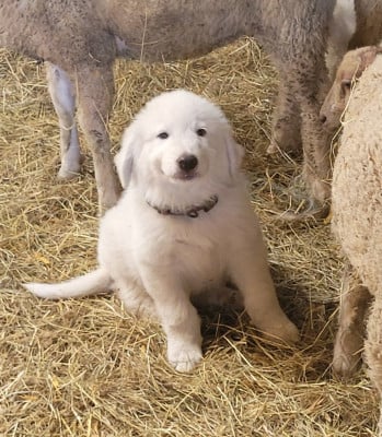 Les chiots de Chien de Montagne des Pyrenees