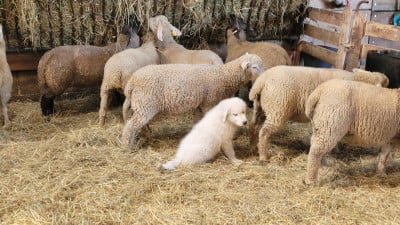Les chiots de Chien de Montagne des Pyrenees