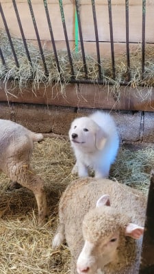Les chiots de Chien de Montagne des Pyrenees