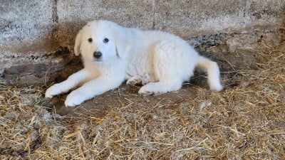 Les chiots de Chien de Montagne des Pyrenees