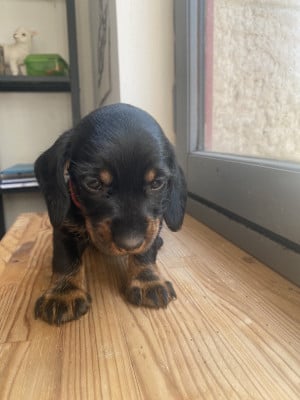Les chiots de Teckel poil dur