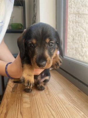 Les chiots de Teckel poil dur