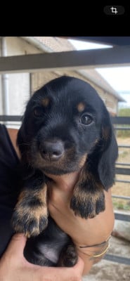 Les chiots de Teckel poil dur