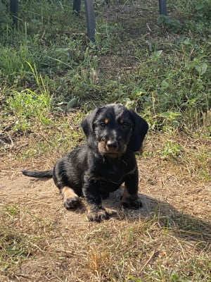 Les chiots de Teckel poil dur