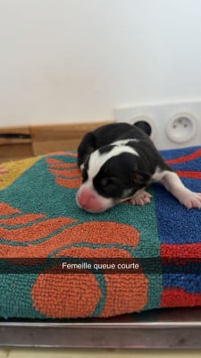 Les chiots de Welsh Corgi Pembroke