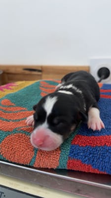 Les chiots de Welsh Corgi Pembroke