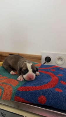Les chiots de Welsh Corgi Pembroke