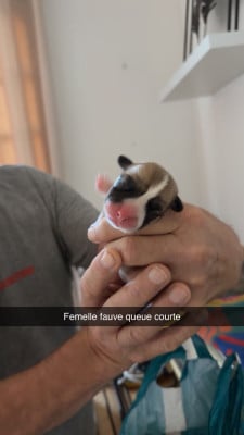 Les chiots de Welsh Corgi Pembroke