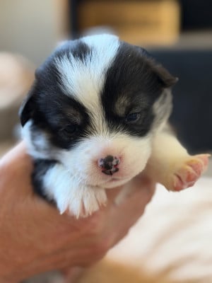 Les chiots de Welsh Corgi Pembroke