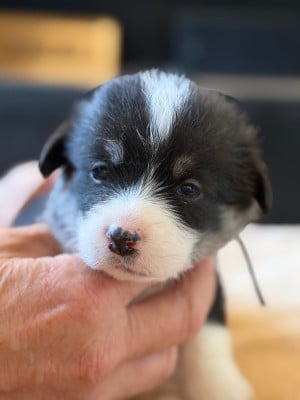 Les chiots de Welsh Corgi Pembroke