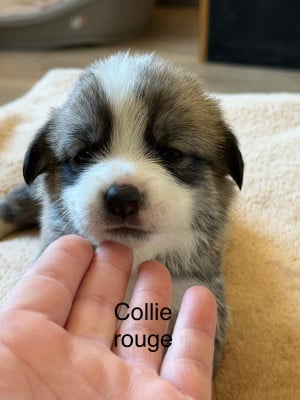 Les chiots de Welsh Corgi Pembroke