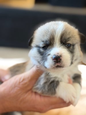 Les chiots de Welsh Corgi Pembroke