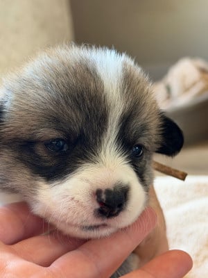 Les chiots de Welsh Corgi Pembroke