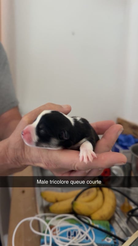 Welsh Corgi Pembroke - du royaume de l'embellie