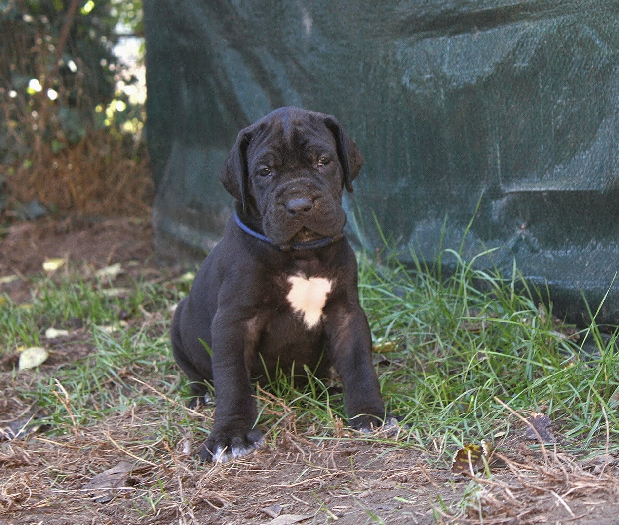 Dogue allemand - Du Domaine De Tulya