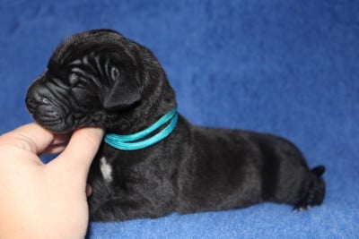 Les chiots de Dogue allemand