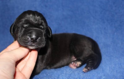 Les chiots de Dogue allemand