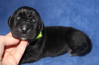 Les chiots de Dogue allemand