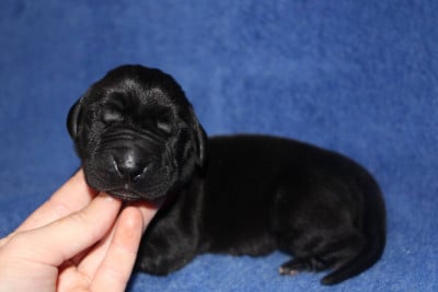 Les chiots de Dogue allemand