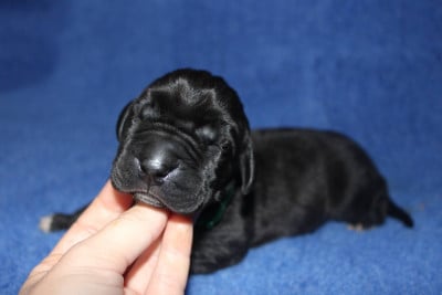 Les chiots de Dogue allemand