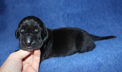 Les chiots de Dogue allemand