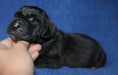 Les chiots de Dogue allemand