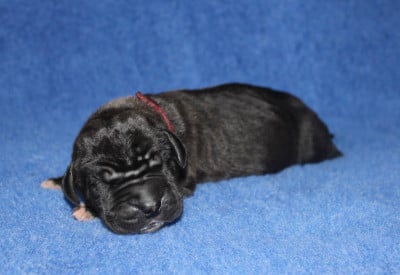 Les chiots de Dogue allemand