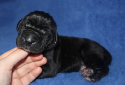 Les chiots de Dogue allemand