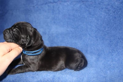 Les chiots de Dogue allemand