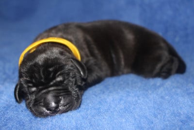 Les chiots de Dogue allemand