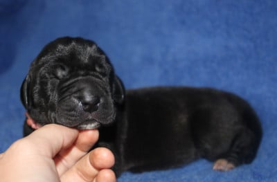 Les chiots de Dogue allemand