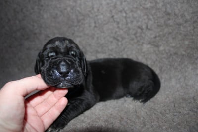 Les chiots de Dogue allemand