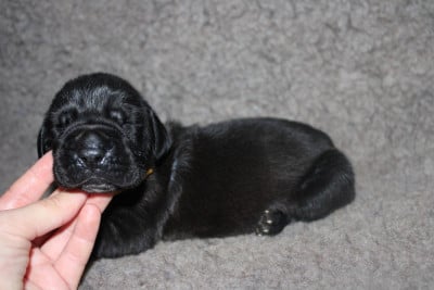 Les chiots de Dogue allemand
