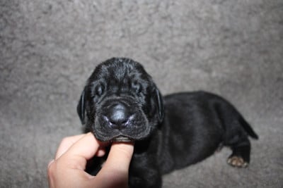 Les chiots de Dogue allemand
