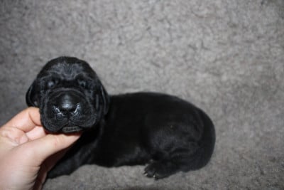 Les chiots de Dogue allemand