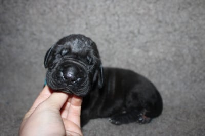 Les chiots de Dogue allemand