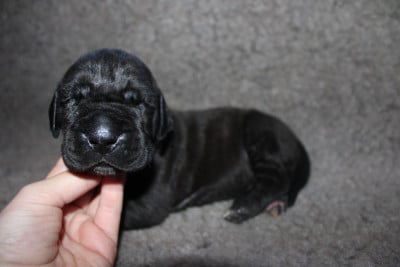 Les chiots de Dogue allemand