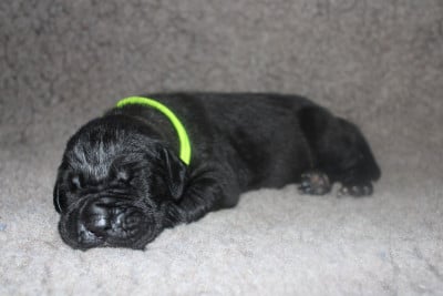 Les chiots de Dogue allemand