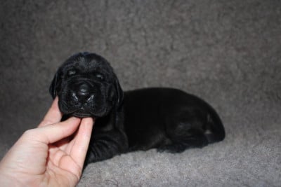 Les chiots de Dogue allemand