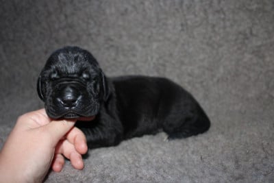 Les chiots de Dogue allemand