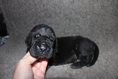 Les chiots de Dogue allemand