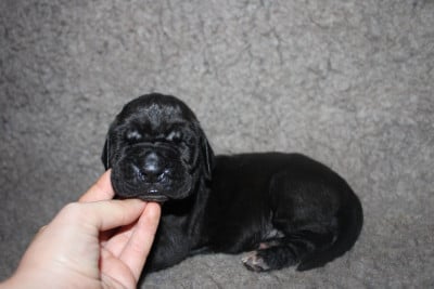 Les chiots de Dogue allemand