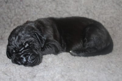 Les chiots de Dogue allemand