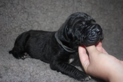 Les chiots de Dogue allemand