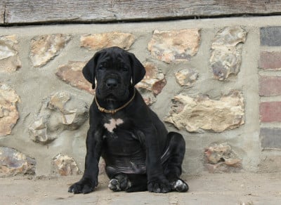 Les chiots de Dogue allemand